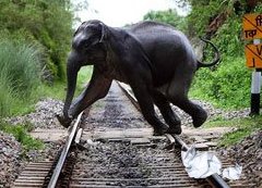 Eviter qu'un éléphant traverse la voie